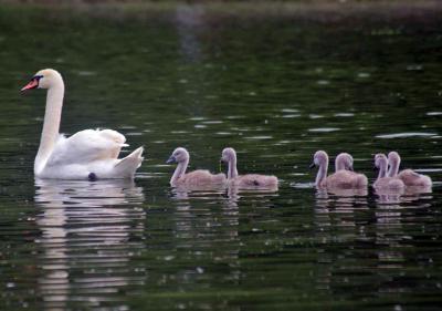 Прикрепленное изображение: 806.jpg